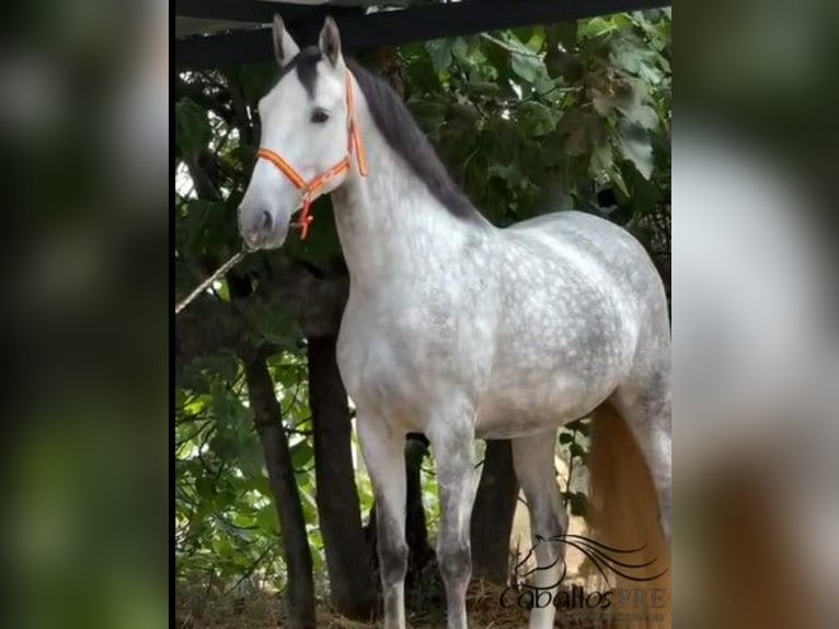 PRE Merrie 4 Jaar 168 cm Schimmel in Merida