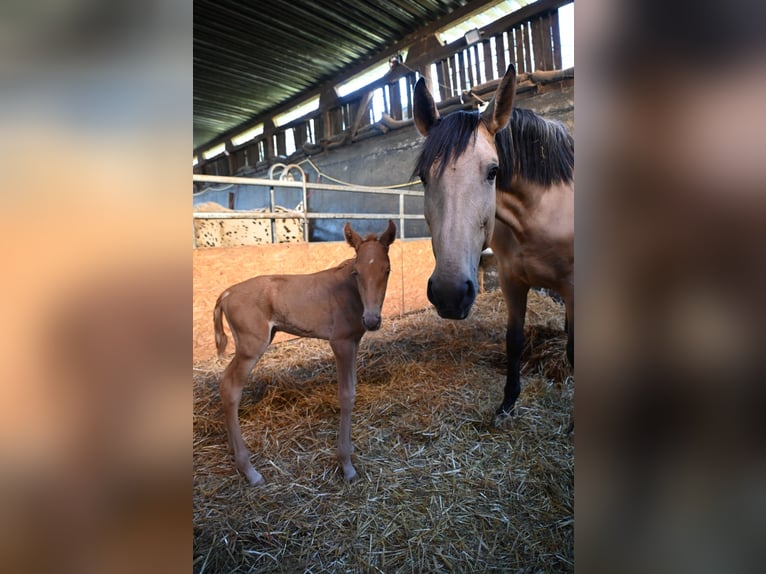 PRE Mix Merrie 4 Jaar 170 cm Buckskin in Klettgau-Bühl