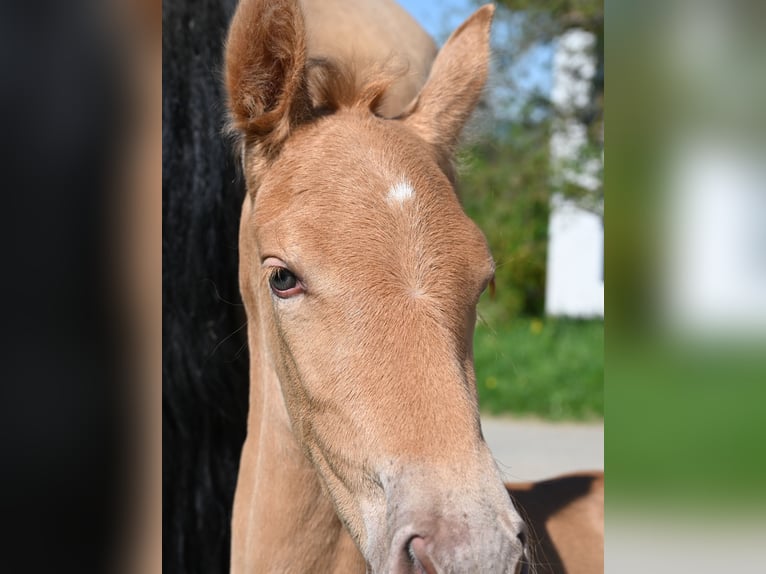 PRE Mix Merrie 4 Jaar 170 cm Buckskin in Klettgau-Bühl
