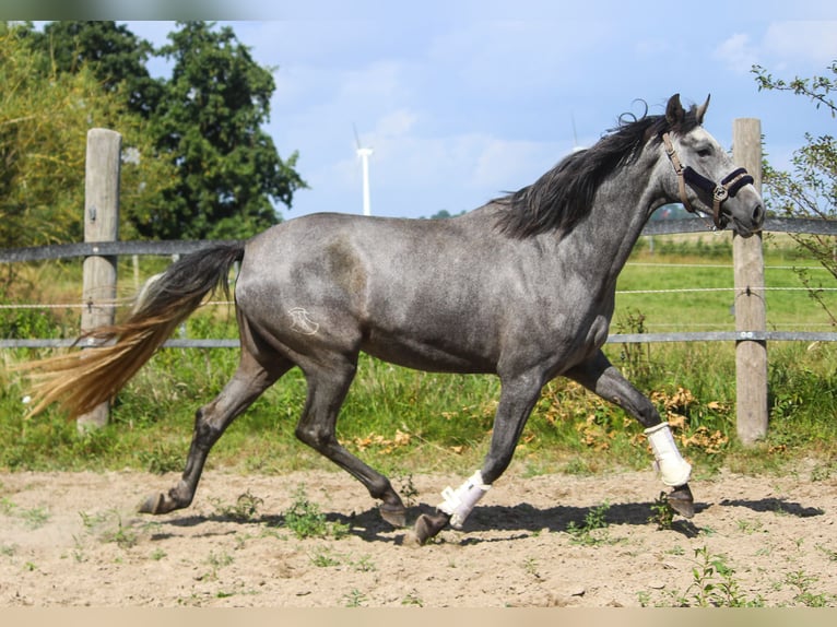 PRE Merrie 4 Jaar 170 cm Schimmel in Wremen