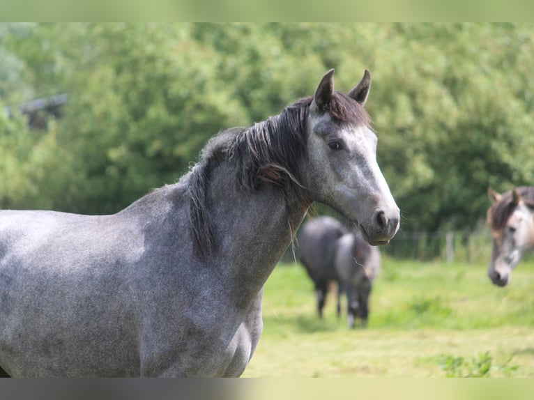 PRE Merrie 4 Jaar 170 cm Schimmel in Wremen