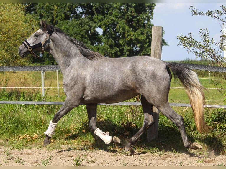 PRE Merrie 4 Jaar 170 cm Schimmel in Wremen