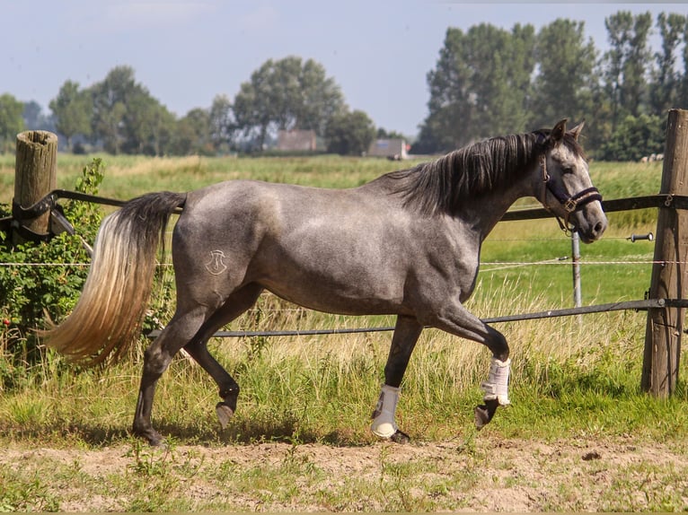 PRE Merrie 4 Jaar 170 cm Schimmel in Wremen