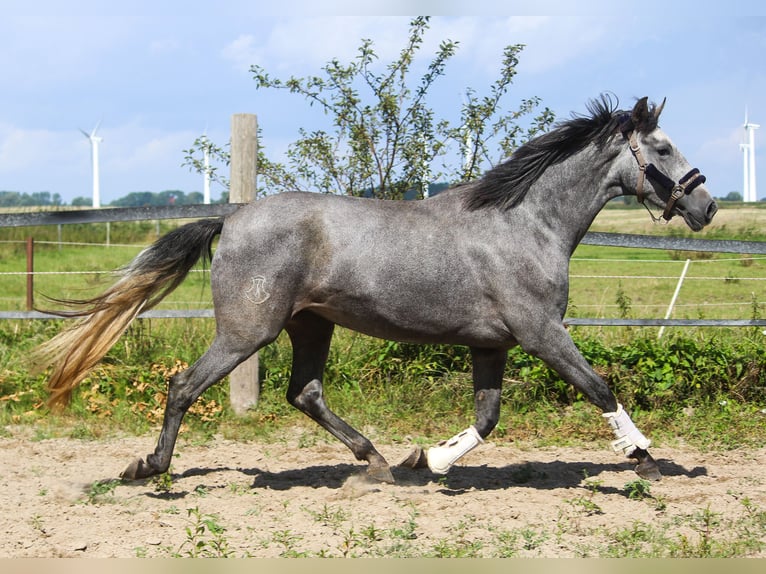 PRE Merrie 4 Jaar 170 cm Schimmel in Wremen