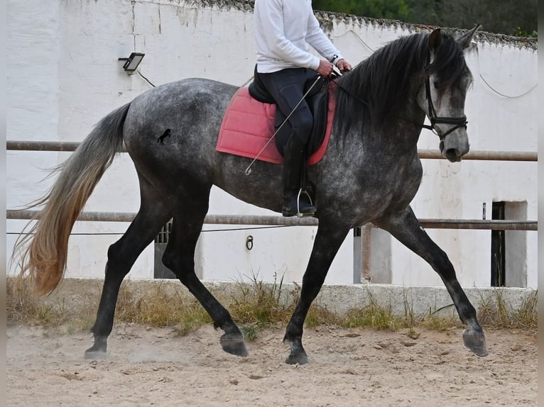 PRE Mix Merrie 4 Jaar 170 cm Schimmel in Menorca