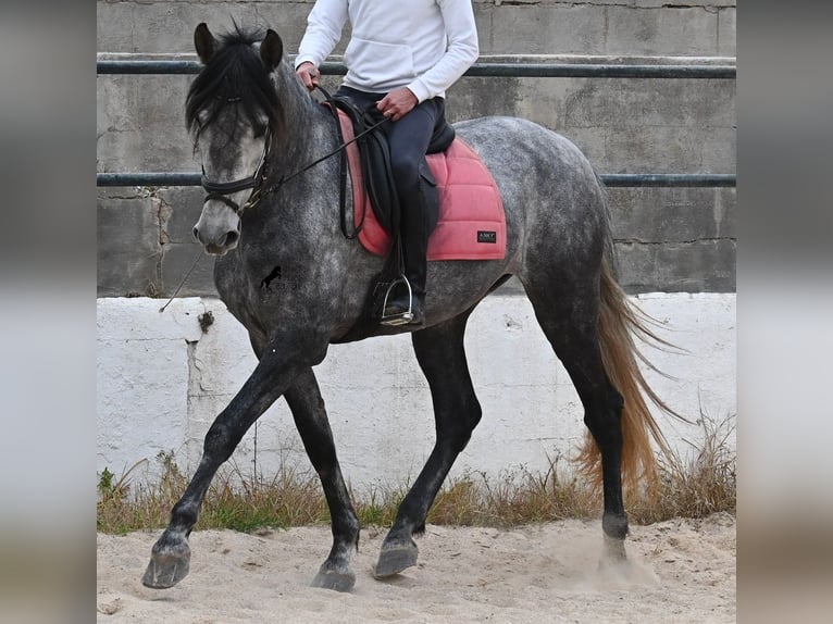 PRE Mix Merrie 4 Jaar 170 cm Schimmel in Menorca