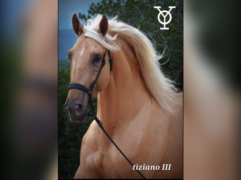 PRE Merrie 4 Jaar 170 cm Zwart in HUY