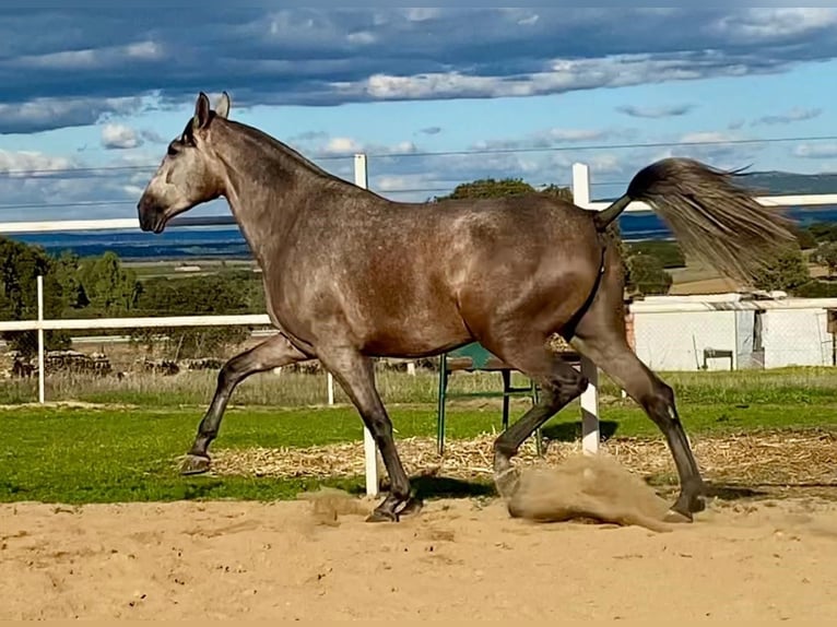 PRE Merrie 4 Jaar 177 cm Vliegenschimmel in Navalvillar De Pela