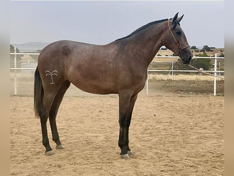 PRE Merrie 4 Jaar 177 cm Vliegenschimmel in Navalvillar De Pela