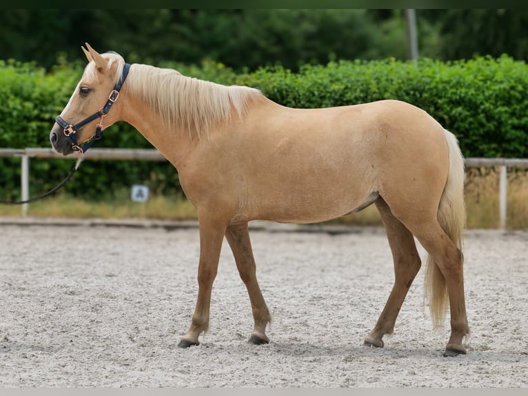 PRE Mix Merrie 5 Jaar 150 cm Palomino in Neustadt (Wied)