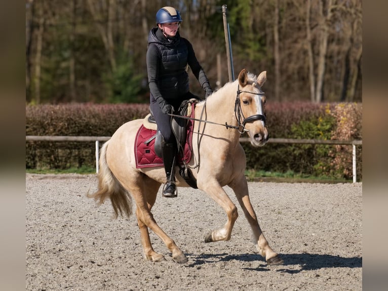 PRE Mix Merrie 5 Jaar 150 cm Palomino in Neustadt (Wied)
