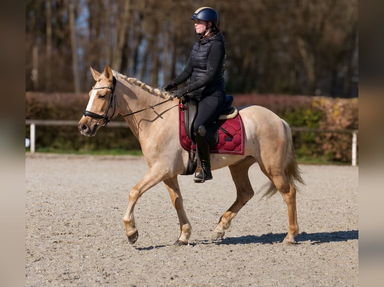 PRE Mix Merrie 5 Jaar 150 cm Palomino in Neustadt (Wied)