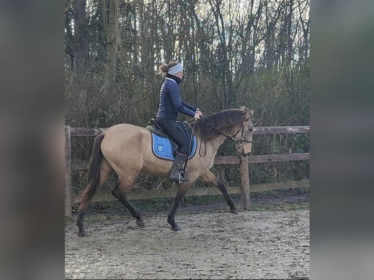 PRE Merrie 5 Jaar 153 cm Falbe in Lamorlaye