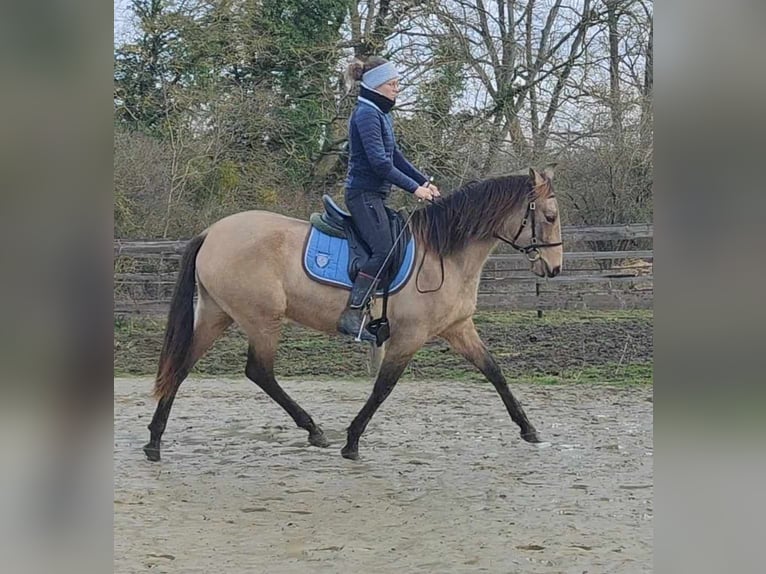 PRE Mix Merrie 5 Jaar 153 cm Falbe in Lamorlaye