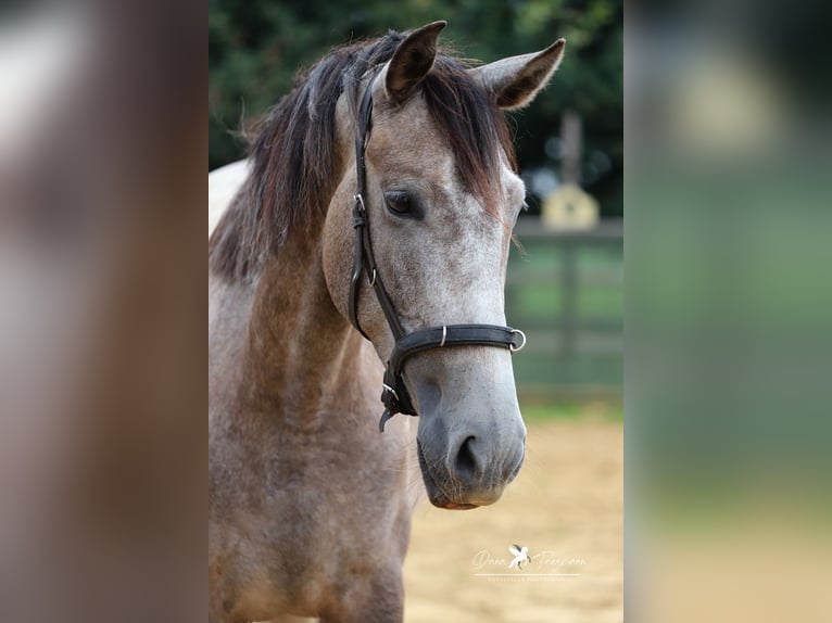 PRE Merrie 5 Jaar 153 cm Schimmel in Bad Laer