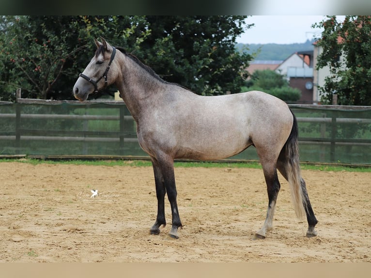 PRE Merrie 5 Jaar 153 cm Schimmel in Bad Laer