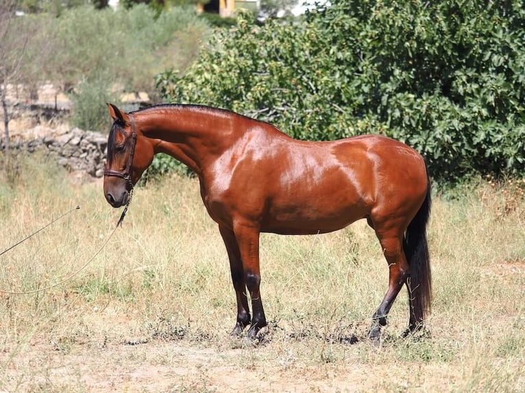 PRE Mix Merrie 5 Jaar 154 cm Bruin in Navas Del Madroño