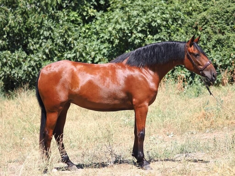 PRE Mix Merrie 5 Jaar 154 cm Bruin in Navas Del Madroño