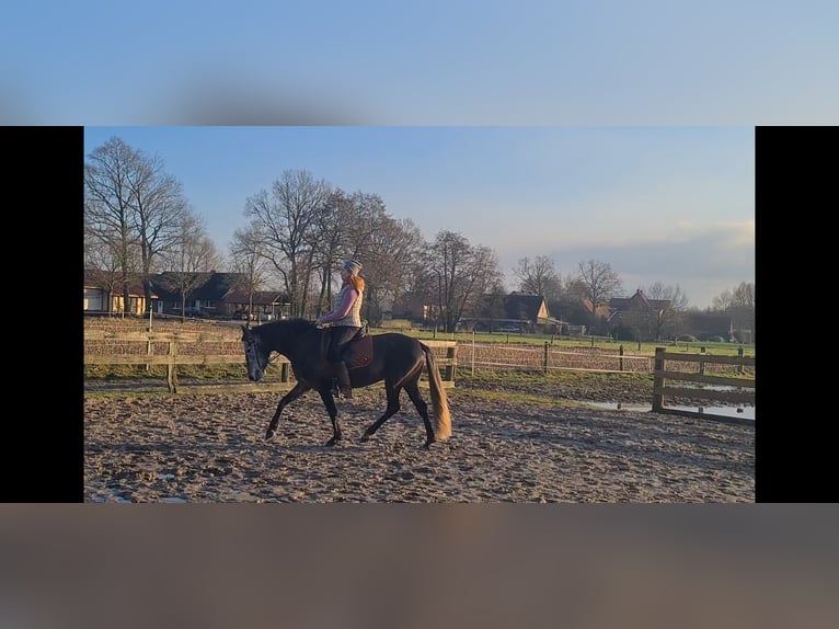 PRE Merrie 5 Jaar 154 cm Schimmel in Ostbevern
