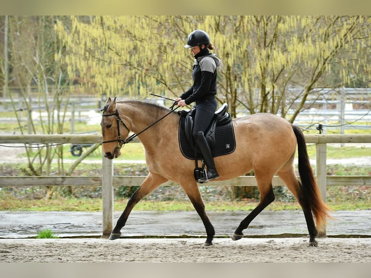 PRE Merrie 5 Jaar 155 cm Falbe in Lamorlaye