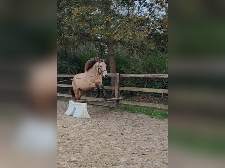 PRE Merrie 5 Jaar 155 cm Falbe in Lamorlaye