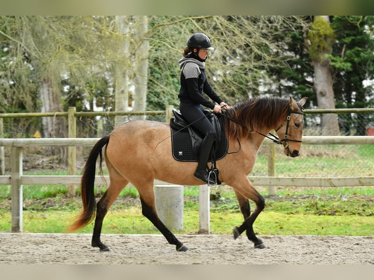 PRE Merrie 5 Jaar 155 cm Falbe in Lamorlaye