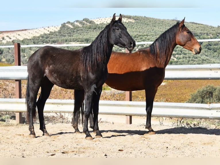 PRE Merrie 5 Jaar 155 cm Zwart in Miralvalles