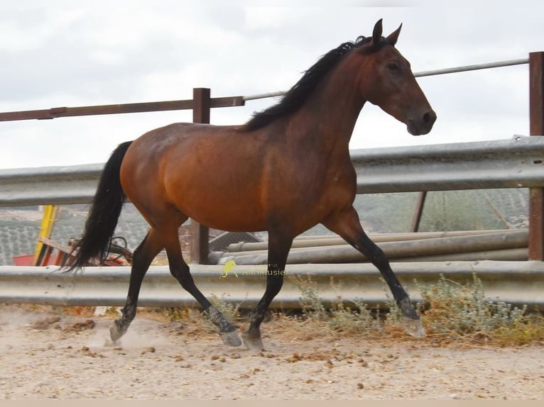 PRE Merrie 5 Jaar 156 cm Bruin in Provinz Cordoba