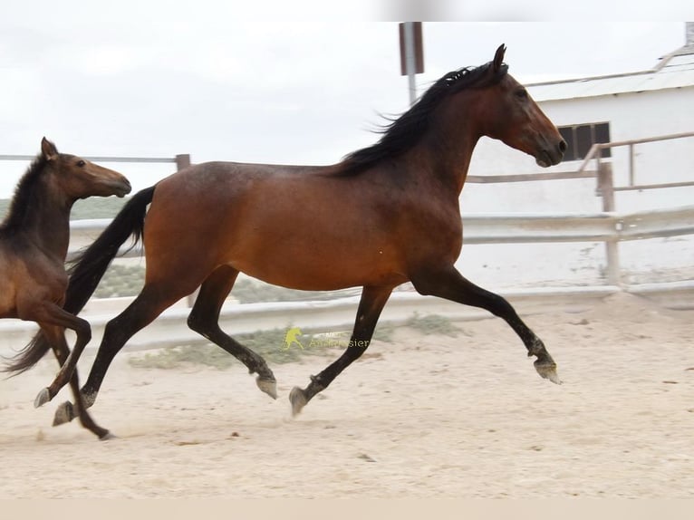 PRE Merrie 5 Jaar 156 cm Bruin in Provinz Cordoba