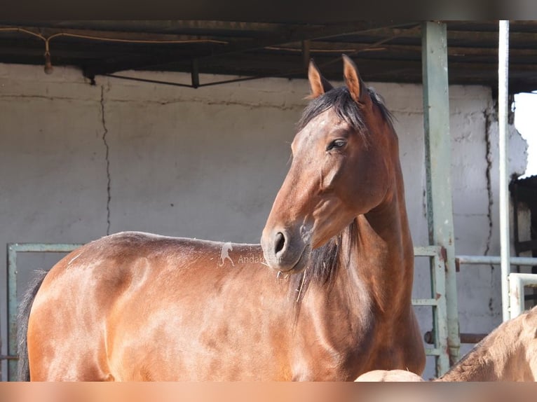 PRE Merrie 5 Jaar 156 cm Bruin in Provinz Cordoba