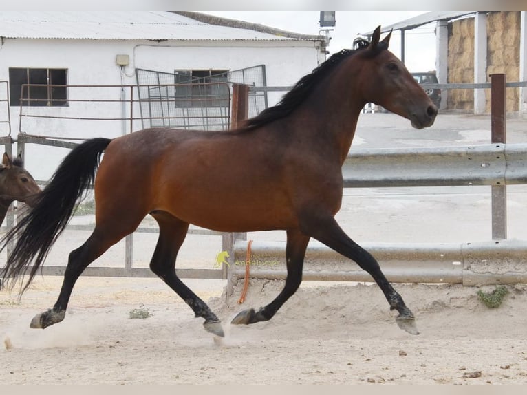 PRE Merrie 5 Jaar 156 cm Bruin in Provinz Cordoba