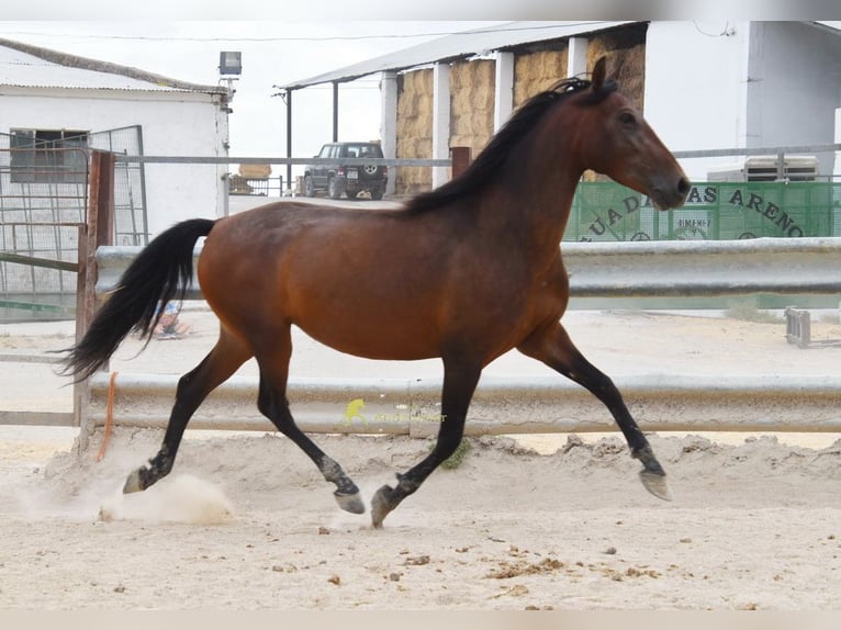 PRE Merrie 5 Jaar 156 cm Bruin in Provinz Cordoba