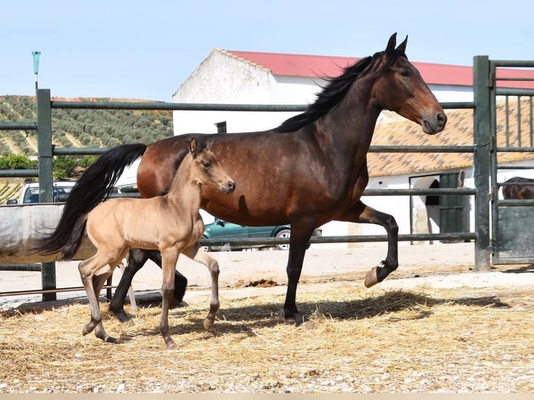 PRE Merrie 5 Jaar 156 cm Bruin in Provinz Cordoba