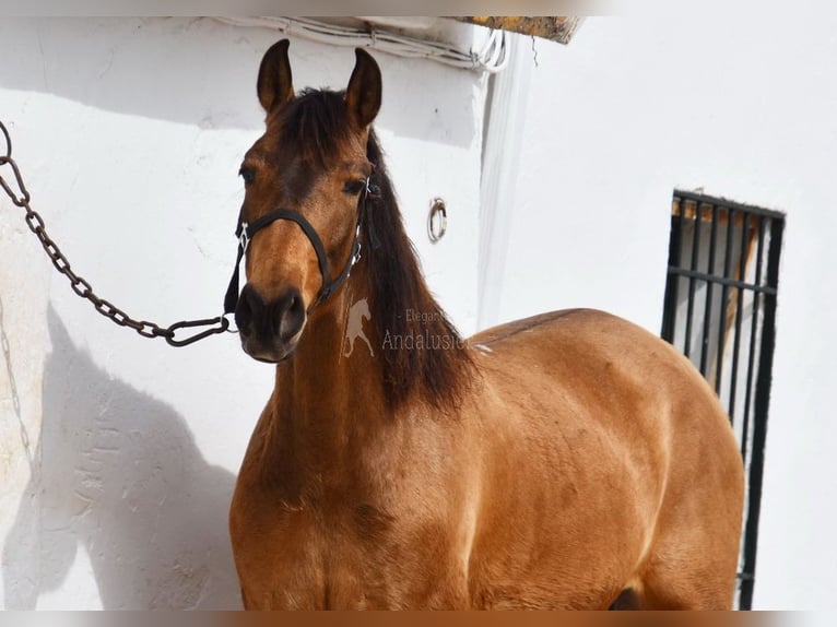 PRE Merrie 5 Jaar 156 cm Falbe in Provinz Cordoba