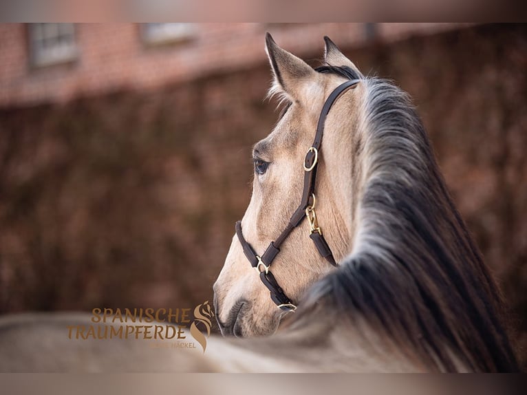 PRE Mix Merrie 5 Jaar 156 cm Falbe in Traventhal