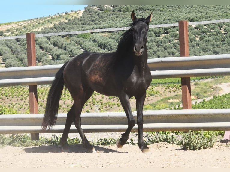 PRE Merrie 5 Jaar 157 cm Zwart in Miralvalles