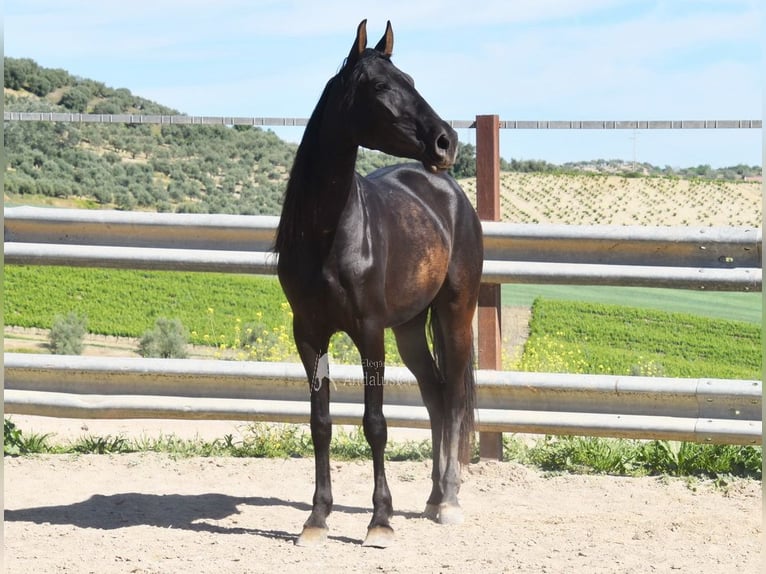 PRE Merrie 5 Jaar 157 cm Zwart in Miralvalles