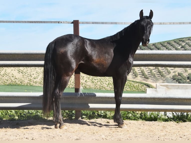 PRE Merrie 5 Jaar 157 cm Zwart in Miralvalles
