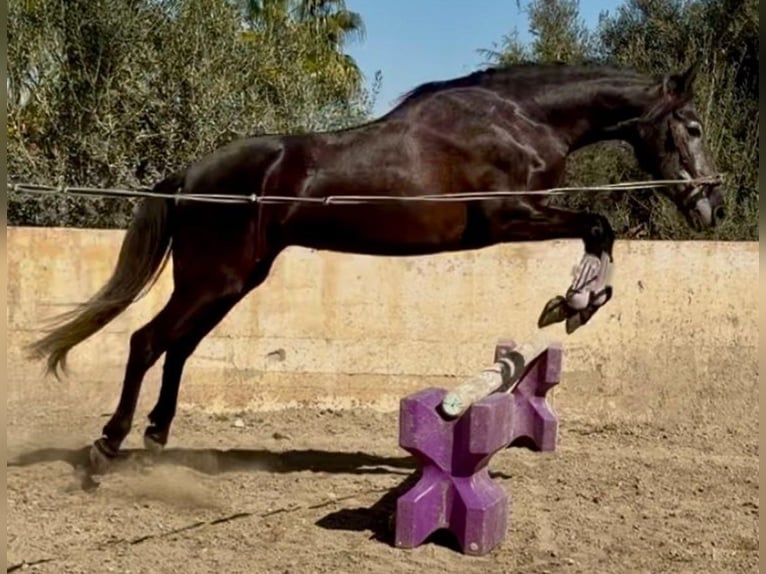 PRE Mix Merrie 5 Jaar 157 cm Zwartschimmel in Martfeld