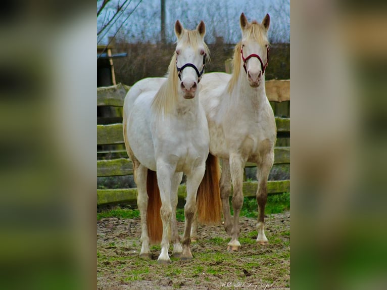 PRE Merrie 5 Jaar 158 cm Pearl in Polenz