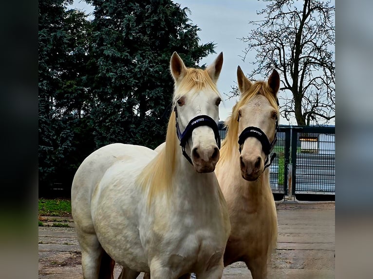 PRE Merrie 5 Jaar 158 cm Pearl in Polenz