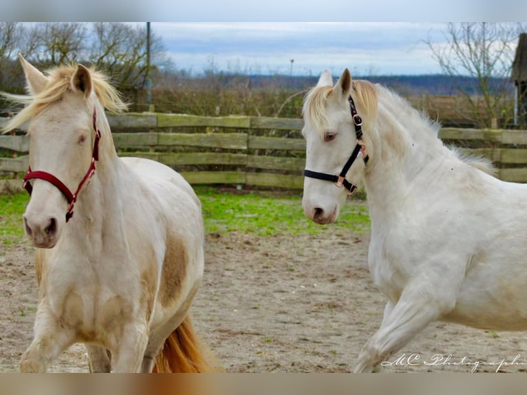 PRE Merrie 5 Jaar 158 cm Pearl in Polenz