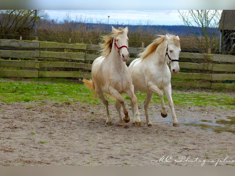 PRE Merrie 5 Jaar 158 cm Pearl in Polenz