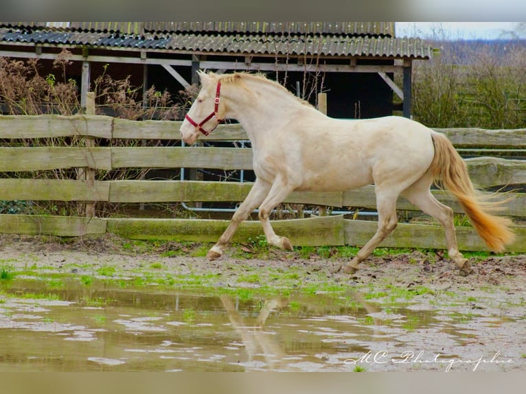 PRE Merrie 5 Jaar 158 cm Pearl in Polenz