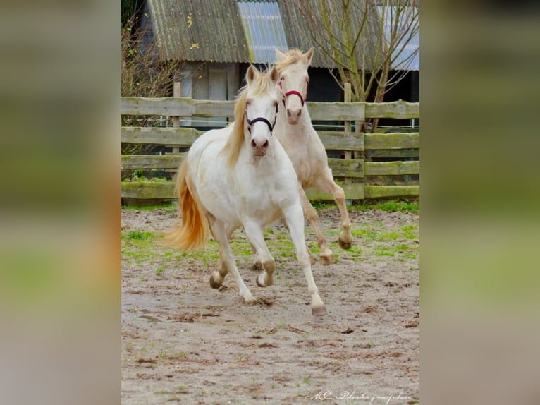 PRE Merrie 5 Jaar 158 cm Pearl in Polenz