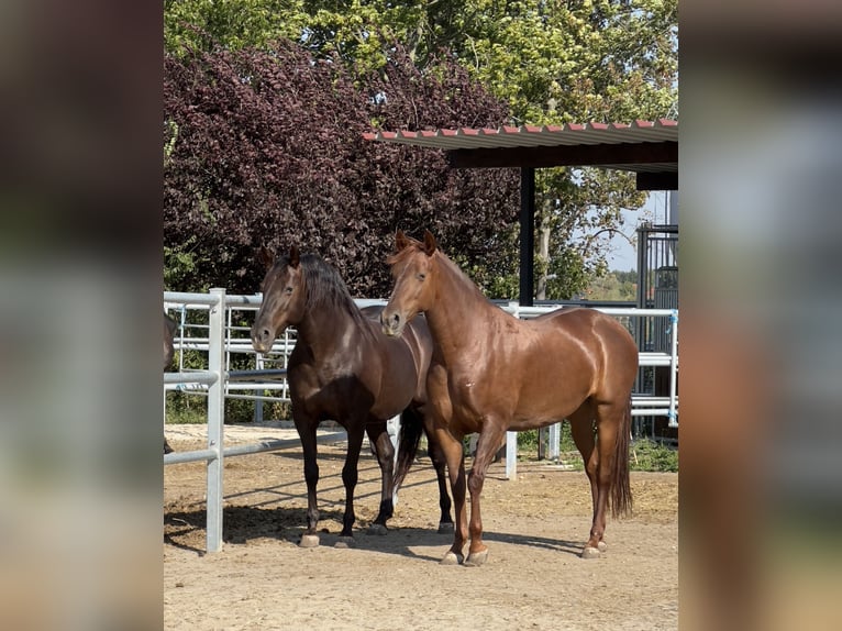 PRE Merrie 5 Jaar 158 cm Vos in StahnsdorfStahnsdorf