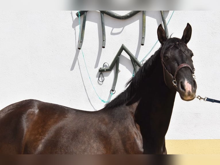 PRE Merrie 5 Jaar 158 cm Zwart in Provinz Granada