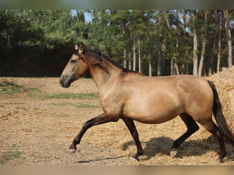 PRE Mix Merrie 5 Jaar 159 cm Falbe in Pedret i Marzá  ( Girona )