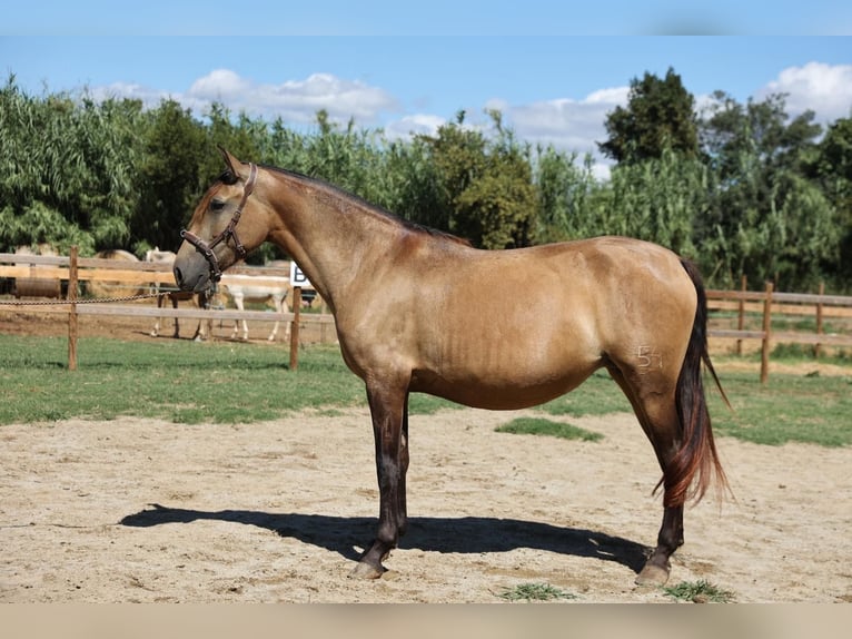 PRE Mix Merrie 5 Jaar 159 cm Falbe in Pedret i Marzá  ( Girona )