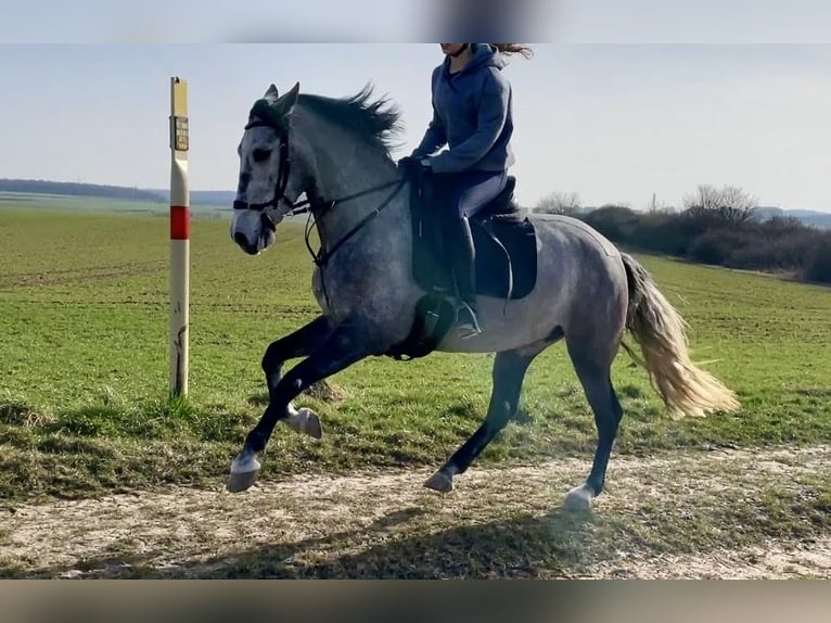 PRE Mix Merrie 5 Jaar 160 cm Blauwschimmel in Würzburg